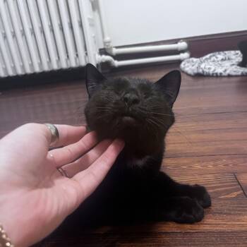 Domestic Short Hair Cats Available for Adoption in Baltimore, Maryland - Queen | PetCurious