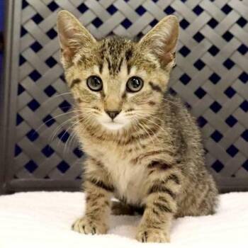 Ellie -  Domestic Short Hair Cat for Adoption in Midland, Texas - Ellie | PetCurious