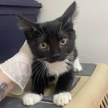Orville -  Domestic Short Hair Cat for Adoption in Birmingham, Alabama - Orville | PetCurious