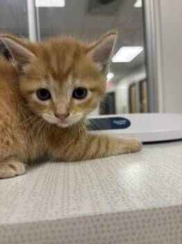 Rory -  Domestic Short Hair Cat for Adoption in Greenfield, Indiana - Rory | PetCurious