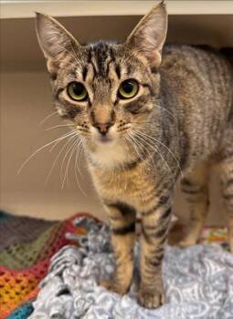 Sooney -  Domestic Short Hair Cat for Adoption in Bellevue, Washington - Sooney | PetCurious