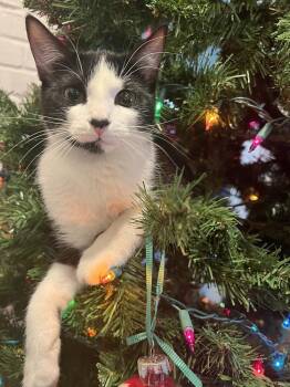 Sweet Tart 5073 -  Domestic Short Hair Cat for Adoption in Dallas, Texas - Sweet Tart 5073 | PetCurious