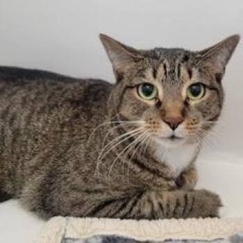 Tabby Cats Available for Adoption in Green Valley, Arizona - Cato | PetCurious