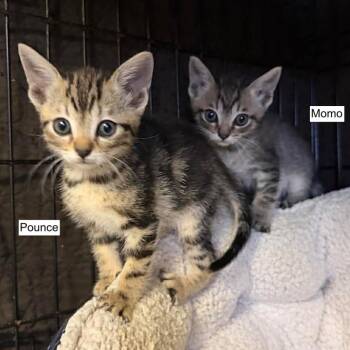 Pounce -  Domestic Short Hair Cat for Adoption in Madison, Wisconsin - Pounce | PetCurious