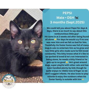 Rescue Domestic Short Hair Cats for Adoption in Clive, Alberta - Pepsi | PetCurious