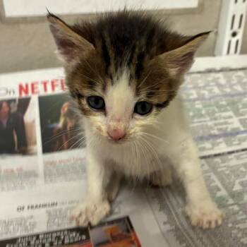 Domestic Short Hair Cats Available for Adoption in Yuma, Arizona - Tori | PetCurious