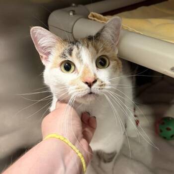 Tulip -  Domestic Short Hair Cat for Adoption in Marshall, Virginia - Tulip | PetCurious