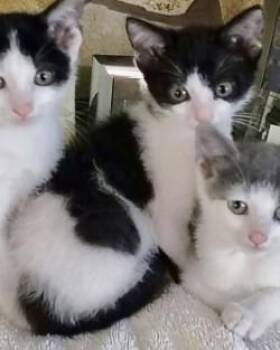 Weebit -  Domestic Short Hair Cat for Adoption in Gainesville, Florida - Weebit | PetCurious