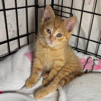 Hynds -  Domestic Short Hair Cat Available for Adoption in Saginaw, Michigan - Hynds | PetCurious