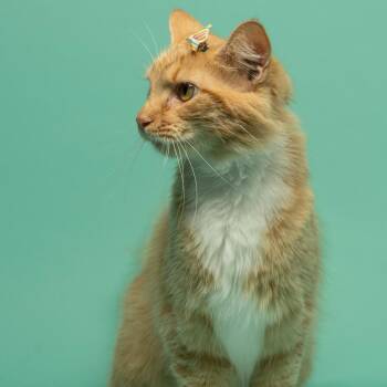 Cyndi Pawper -  Domestic Medium Hair Cat for Adoption in Tipton, Indiana - Cyndi Pawper | PetCurious