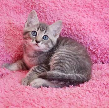 Rescue Tabby Cats for Adoption in St. Augustine, Florida - Starfish | PetCurious