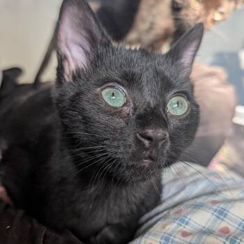 Spyro (orange) -  Domestic Short Hair Cat for Adoption in Baltimore, Maryland - Spyro (orange) | PetCurious