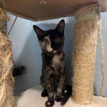 Opera -  Domestic Short Hair Cat for Adoption in Burnaby, British Columbia - Opera | PetCurious