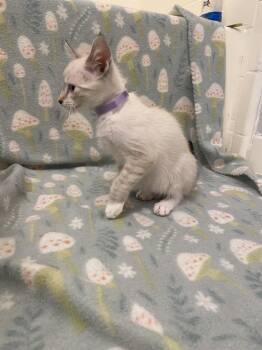 Nebula -  Siamese Cat for Adoption in Mobile, Alabama - Nebula | PetCurious