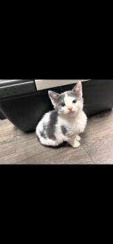 Isabella -  Domestic Short Hair Cat for Adoption in Marietta, Georgia - Isabella | PetCurious