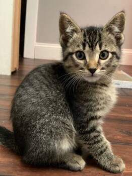 Domestic Short Hair Cats Available for Adoption in Dayton, Minnesota - Jake (green) | PetCurious