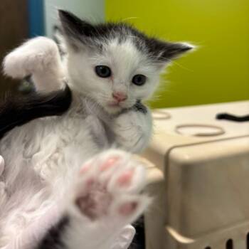 Rebecca Rabbit -  Domestic Short Hair Cat for Adoption in Mooresville, North Carolina - Rebecca Rabbit | PetCurious