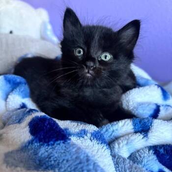 Domestic Long Hair Cats Available for Adoption in Long Beach, California - BlackBerry | PetCurious