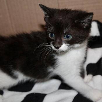 Josie -  Domestic Short Hair Cat for Adoption in Saint Joseph, Missouri - Josie | PetCurious