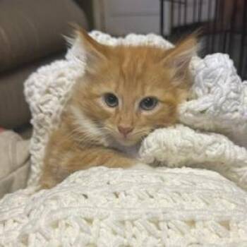 Astro -  Domestic Long Hair Cat for Adoption in Estacada, Oregon - Astro | PetCurious