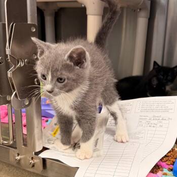 Pixel -  Domestic Short Hair Cat for Adoption in Lynchburg, Virginia - Pixel | PetCurious