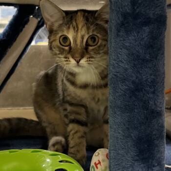 Rescue Domestic Short Hair Cats for Adoption in Mount Laurel Township, New Jersey - Honey Bunch | PetCurious