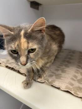 Lilac -  Domestic Medium Hair Cat for Adoption in Maryville, Tennessee - Lilac | PetCurious