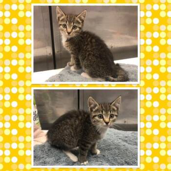 NYMERIA -  Domestic Short Hair Cat for Adoption in Buckhannon, West Virginia - NYMERIA | PetCurious