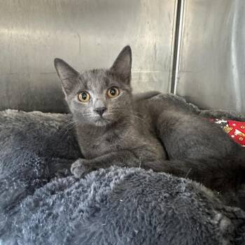 Domestic Medium Hair Cats Available for Adoption - Skittles | PetCurious