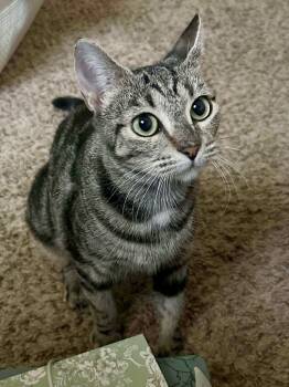 Rescue Domestic Short Hair Cats for Adoption in Augusta, Georgia - Gracelyn | PetCurious