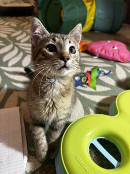 Arthur -  Domestic Short Hair Cat for Adoption in Omaha, Nebraska - Arthur | PetCurious