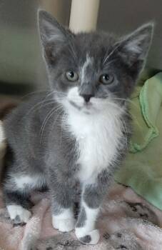 Domestic Short Hair Cats Available for Adoption in Georgetown, Ohio - Susan | PetCurious