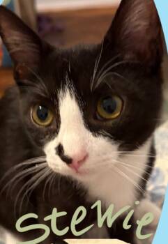 Rescue Domestic Short Hair Cats for Adoption - Stewie | PetCurious