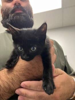Hyatt -  Domestic Short Hair Cat for Adoption in Mustang, Oklahoma - Hyatt | PetCurious