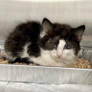 IVHS-Stray-139922 -  Domestic Medium Hair Cat for Adoption in San Gabriel, California - IVHS-Stray-139922 | PetCurious