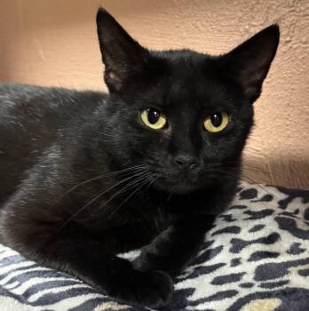 Domestic Short Hair Cats Available for Adoption in Olean, New York - Ember | PetCurious