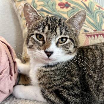 Rescue Domestic Short Hair Cats for Adoption in Los Angeles, California - Sammi | PetCurious