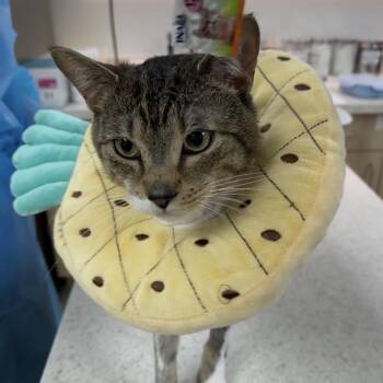 Captain Clutch -  Domestic Short Hair Cat for Adoption in Wantagh, New York - Captain Clutch | PetCurious