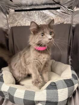 OLIVIA -  Domestic Medium Hair Cat for Adoption in Grovetown, Georgia - OLIVIA | PetCurious