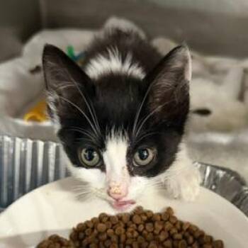Susan 2 -  Domestic Short Hair Cat for Adoption in Cumming, Georgia - Susan 2 | PetCurious