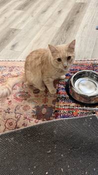 Domestic Medium Hair Cats Available for Adoption - Giuseppe “sharing One Brain Cell With Brother” 7mo | PetCurious