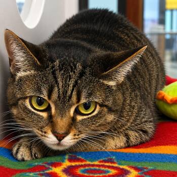 Tigger -  Domestic Short Hair Cat Available for Adoption in West Palm Beach, Florida - Tigger | PetCurious