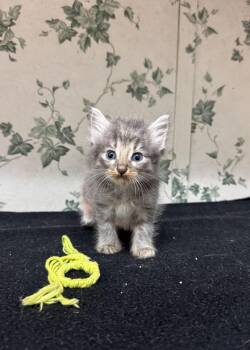 Rescue Domestic Long Hair Cats for Adoption in Shelby County, Texas - Smudge | PetCurious