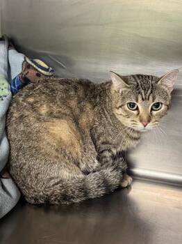 Domestic Short Hair Cats Available for Adoption in Grand Prairie, Texas - CREAM | PetCurious