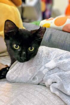 Rescue Domestic Short Hair Cats for Adoption in Montreal, Quebec - Jett | PetCurious