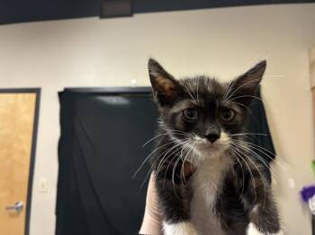 A611676 -  Domestic Short Hair Cat for Adoption in Modesto, California - A611676 | PetCurious
