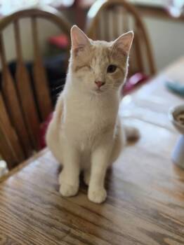 Rescue Domestic Medium Hair Cats for Adoption in Plymouth, Minnesota - Peanut | PetCurious
