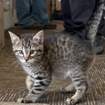 Riff (f) -  Domestic Short Hair Cat for Adoption in St. Helena, California - Riff (f) | PetCurious