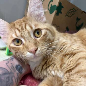 Maine Coon Cats Available for Adoption in Saint Charles, Missouri - Chi Chi | PetCurious