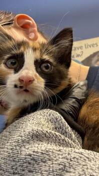 Zuki -  Domestic Short Hair Cat for Adoption in Chamblee, Georgia - Zuki | PetCurious